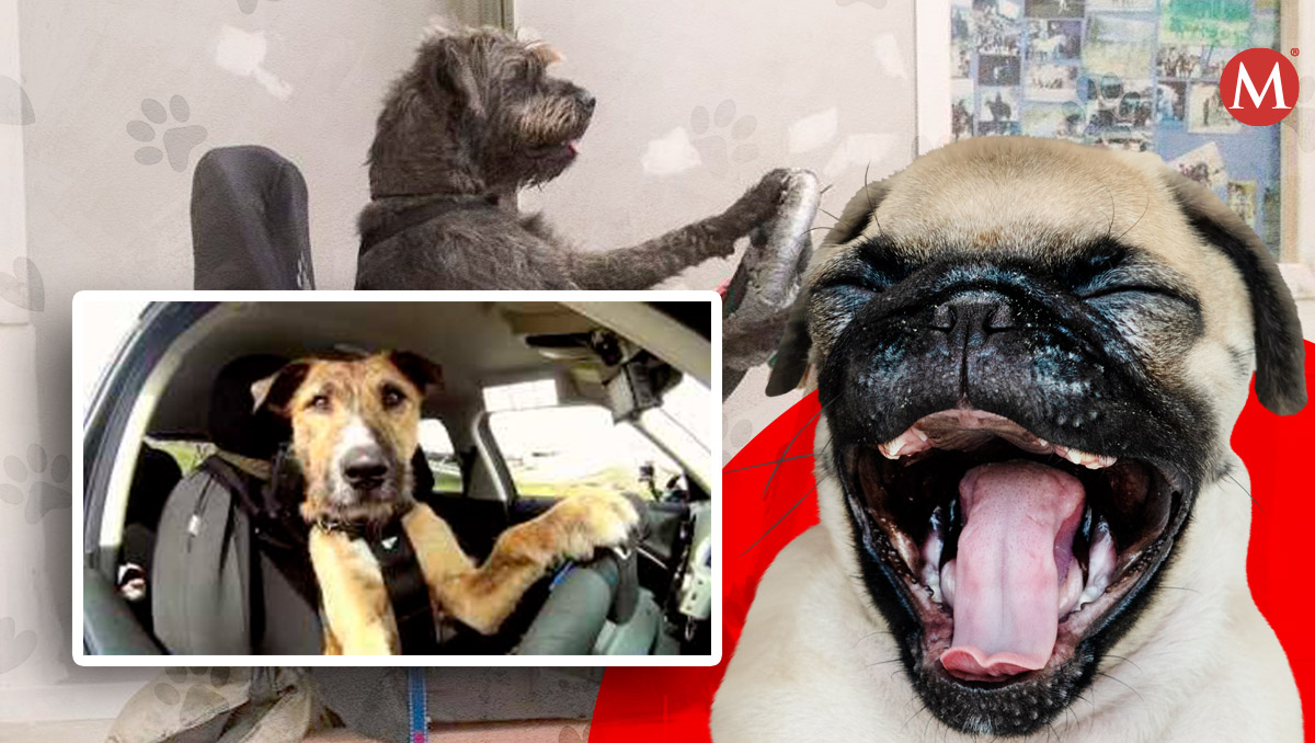 Así es como este refugio de animales ¡enseña a manejar a lomitos!