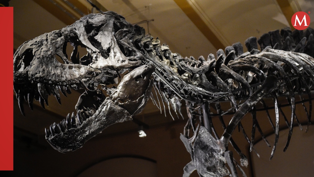 fósil de T-Rex adolescente es encontrado por niños