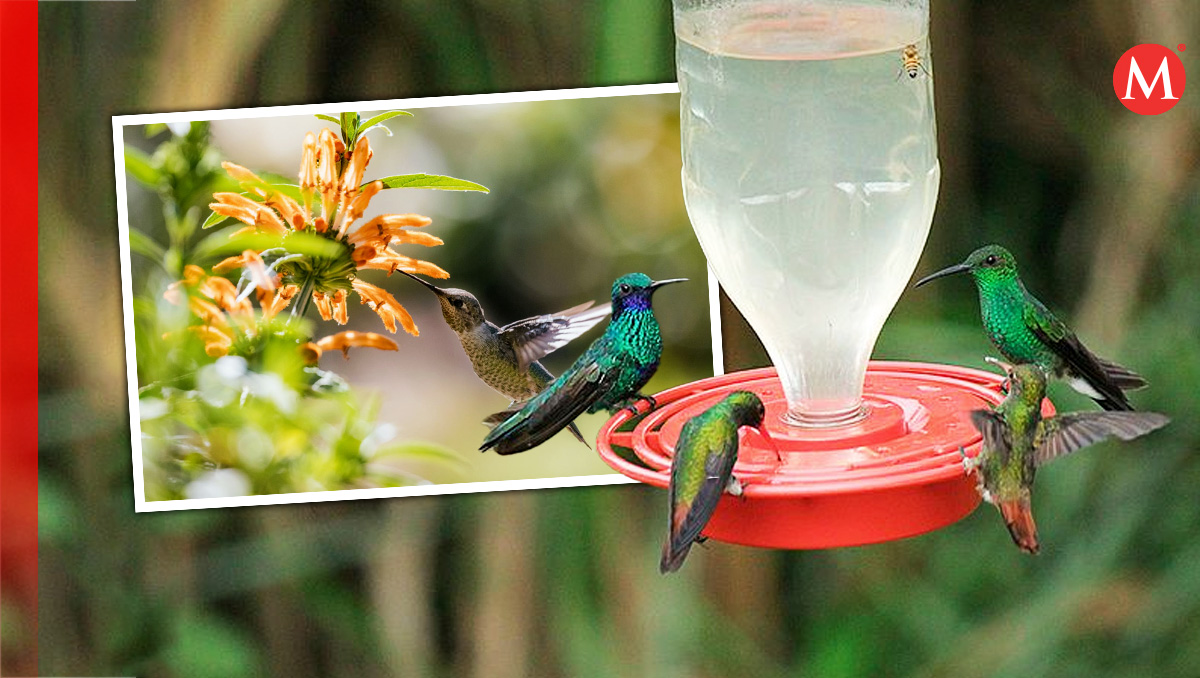 Los colibríes se relacionan como portadores de buenas noticias. (Especial)
