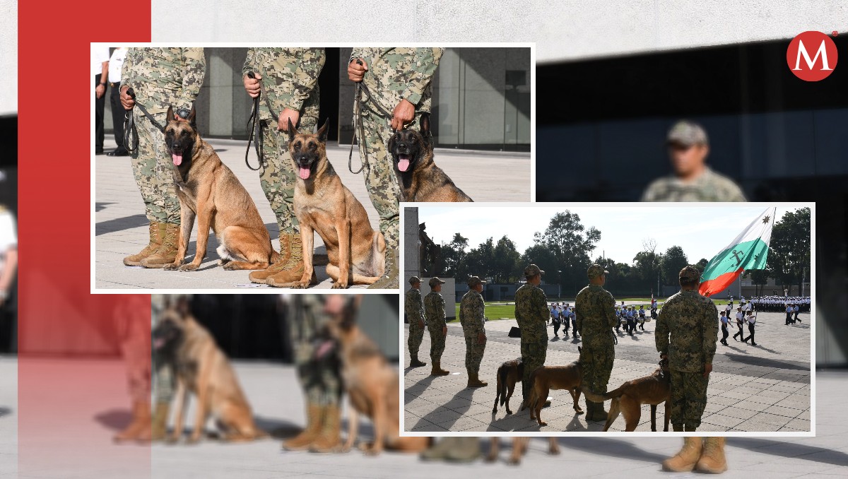 Los perritos se llaman Edén, Eska y Enry.  (Foto: Especial)
