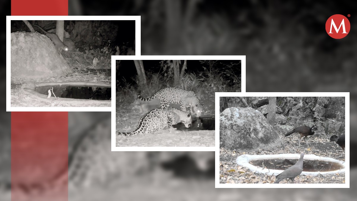 Aumenta instalación de bebederos para animales en sierra de Tamaulipas
