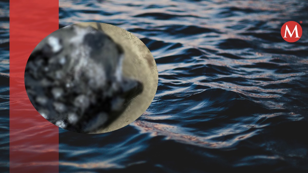 El animal fue hallado en una playa. | ESPECIAL