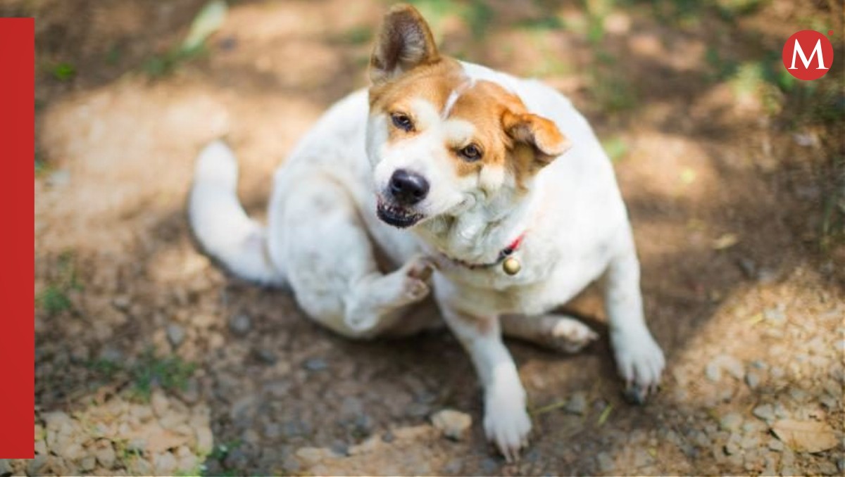 Los perros y los gatos sufren alergias estacionales, dice veterinario
