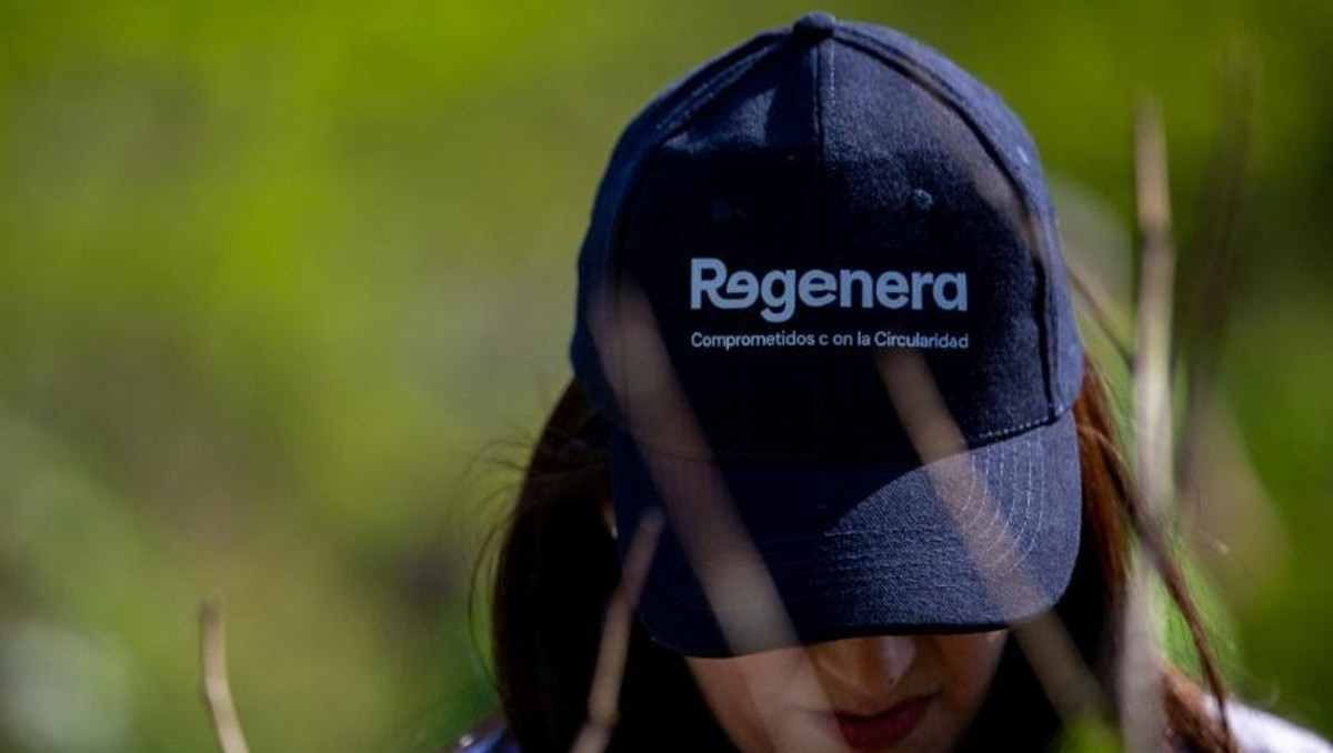 Regenera fue la encargada de gestionar las labores de recolección / Especial