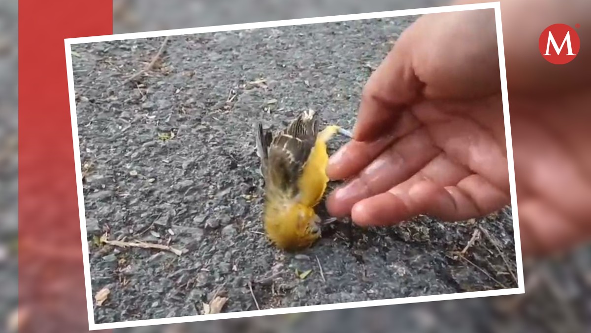 Altas temperaturas provocan muerte de aves en sur de Tamaulipas