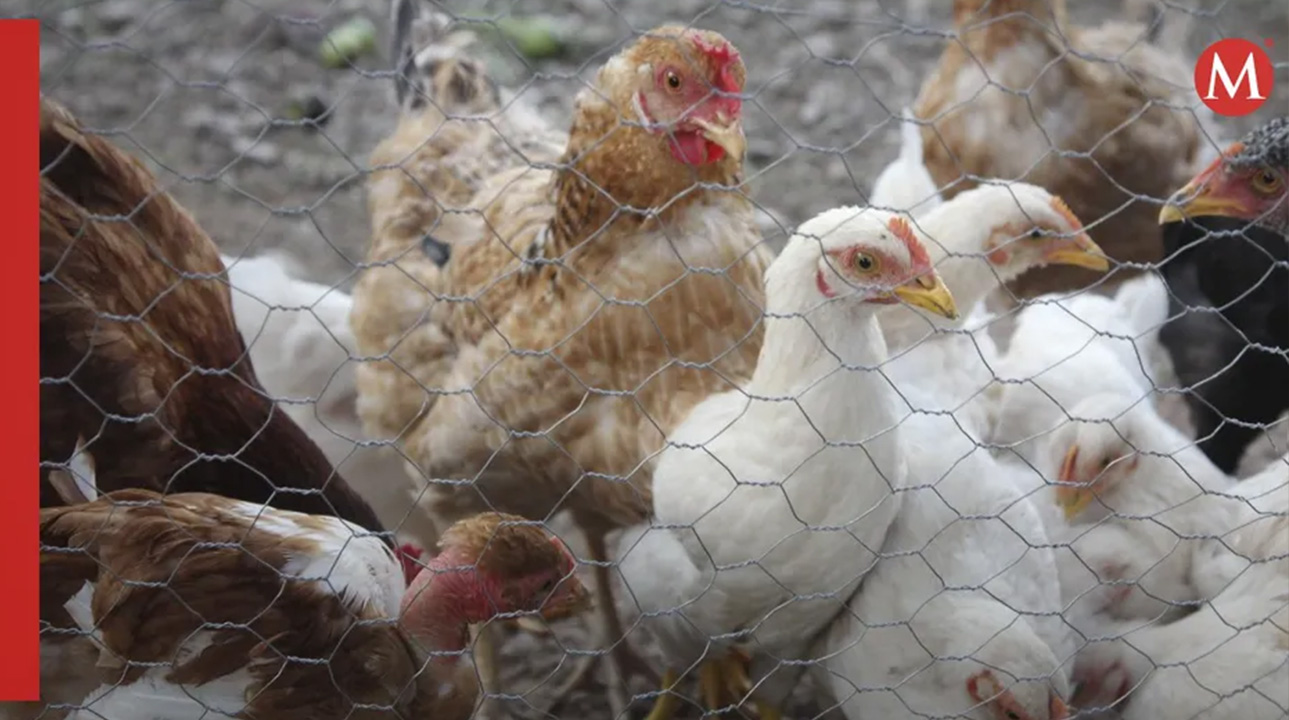 OMS confirma primer fallecimiento humano por gripe aviar A(H5N2) en México