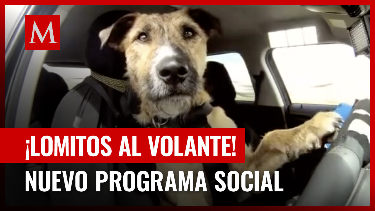 Perros al volante: Escuela de manejo en Nueva Zelanda