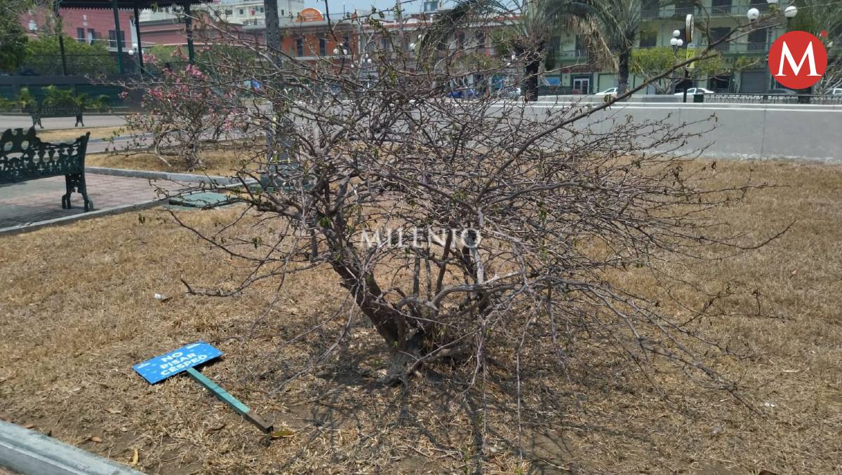 Se secan jardineras y plantas del Centro Histórico de Tampico. (Jesús Alberto García)