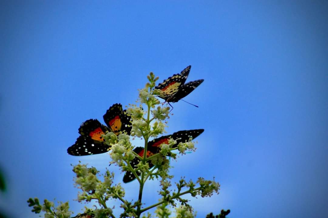 Avistamiento de mariposas en Pachuca.