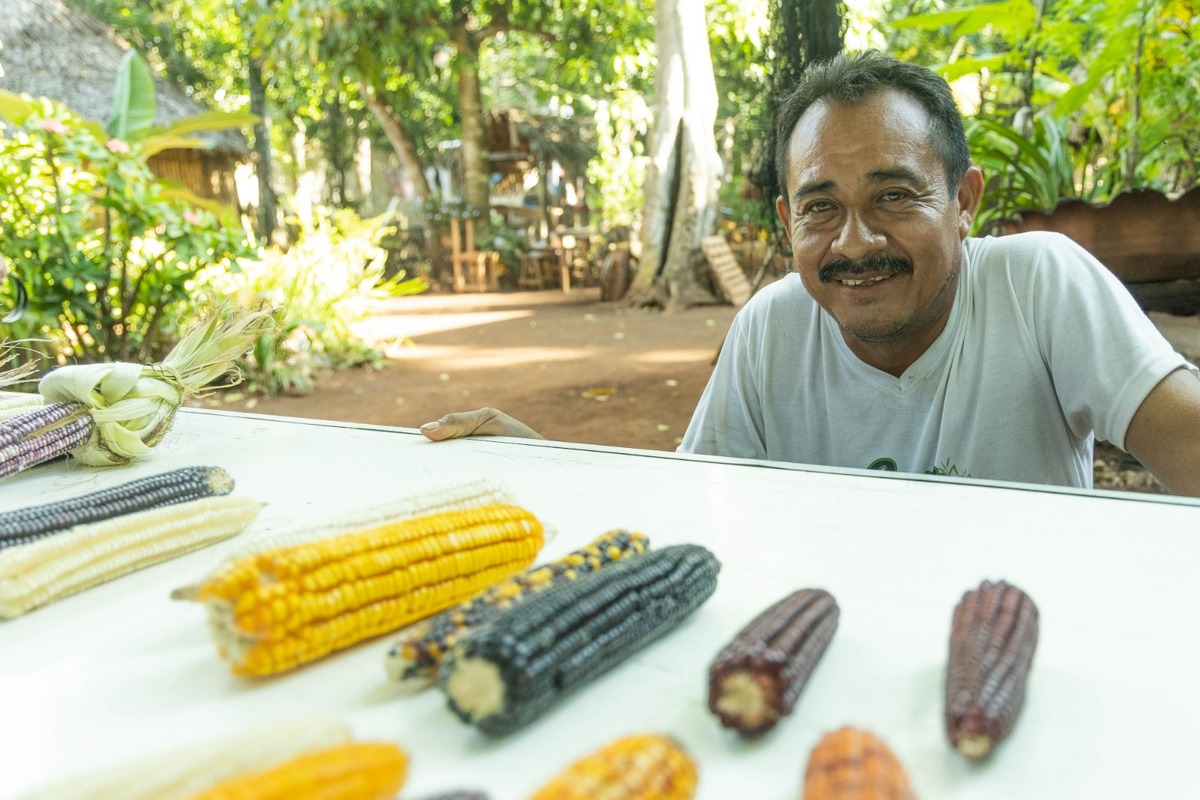 Campesinos mayas: guardianes del maíz ante el cambio climático.| Redacción