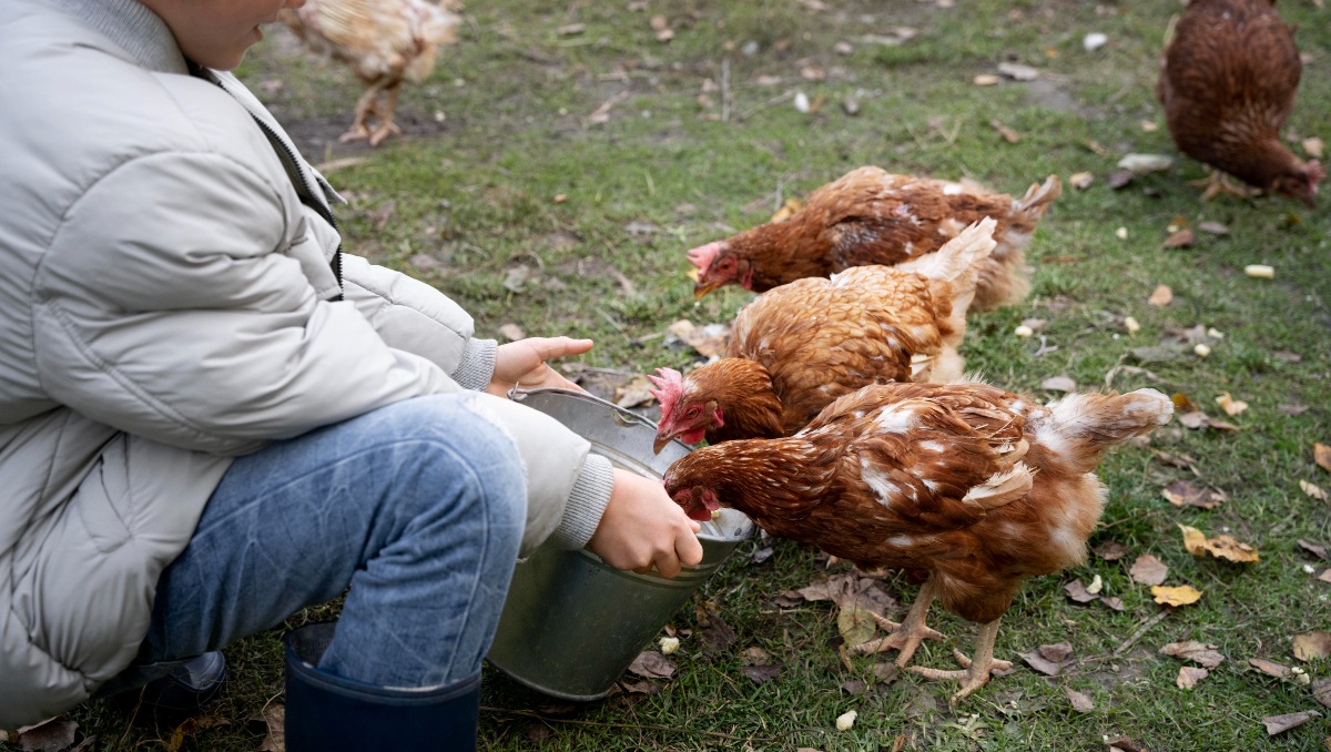 El primer caso de infección en humanos por gripe aviar H5N2 fue detectado en un paciente en la Ciudad de México.| Freepik