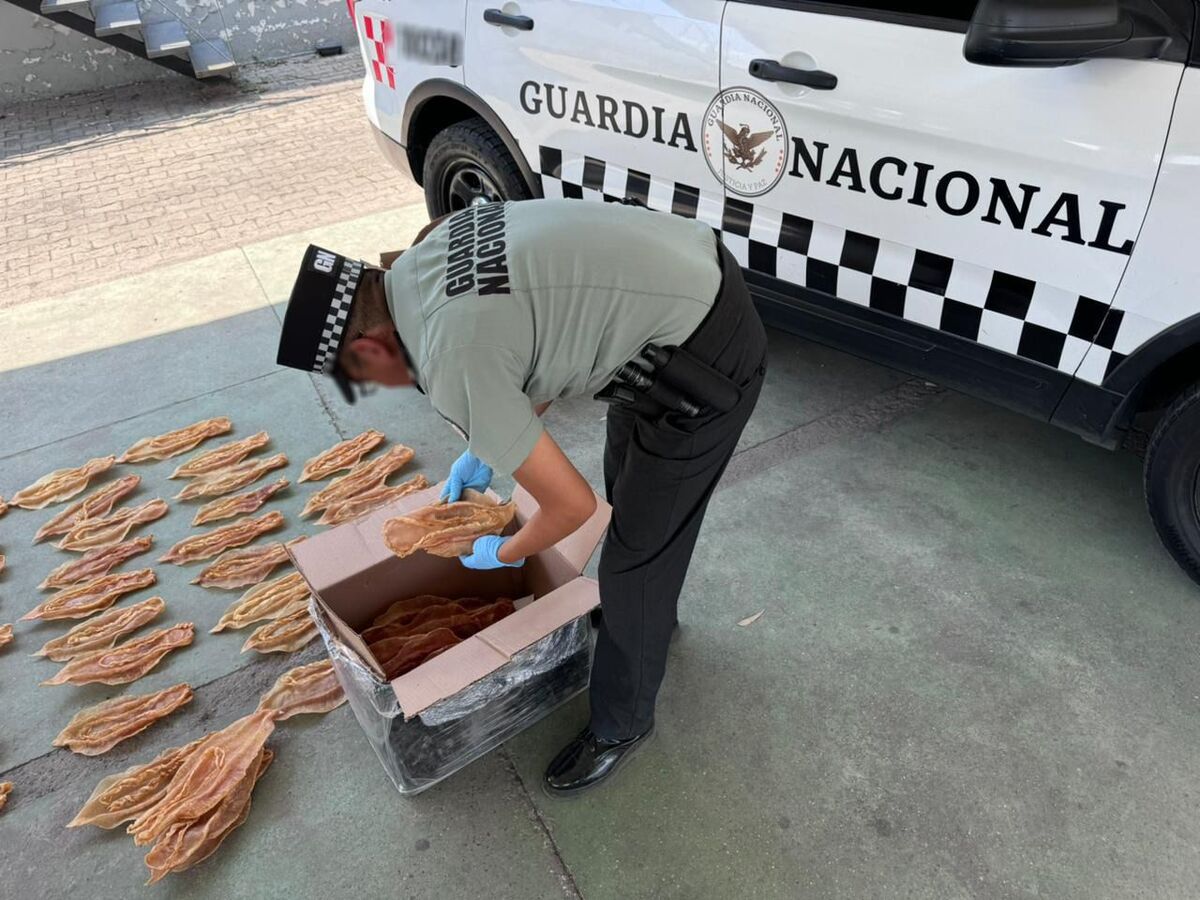 Aseguran buche de totoaba en central de autobuses de Tlaquepaque (Cortesía)