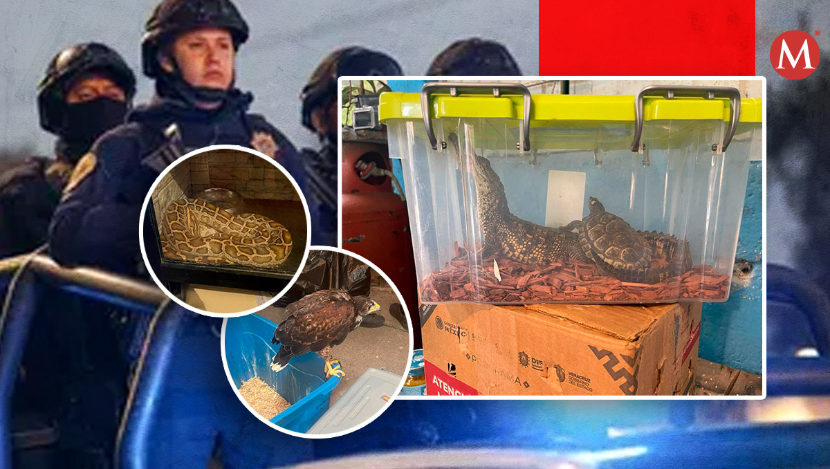 Los animales eran vendidos a través de redes sociales | Especial