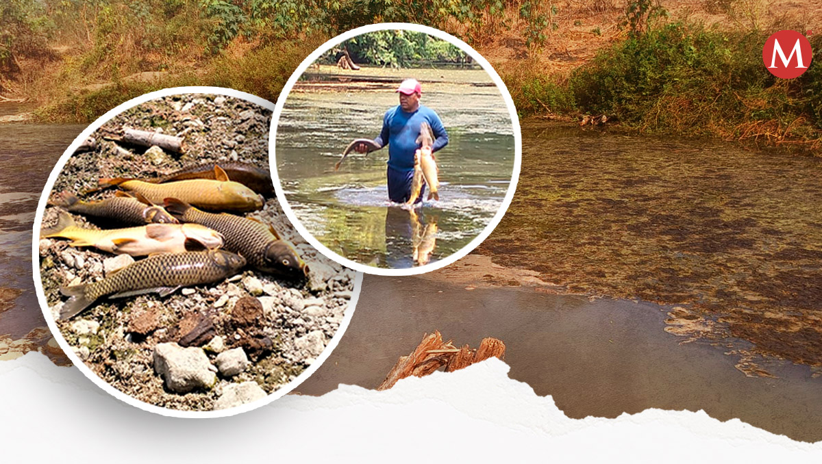 Mortandad de peces afecta Hidalgo. | Especial