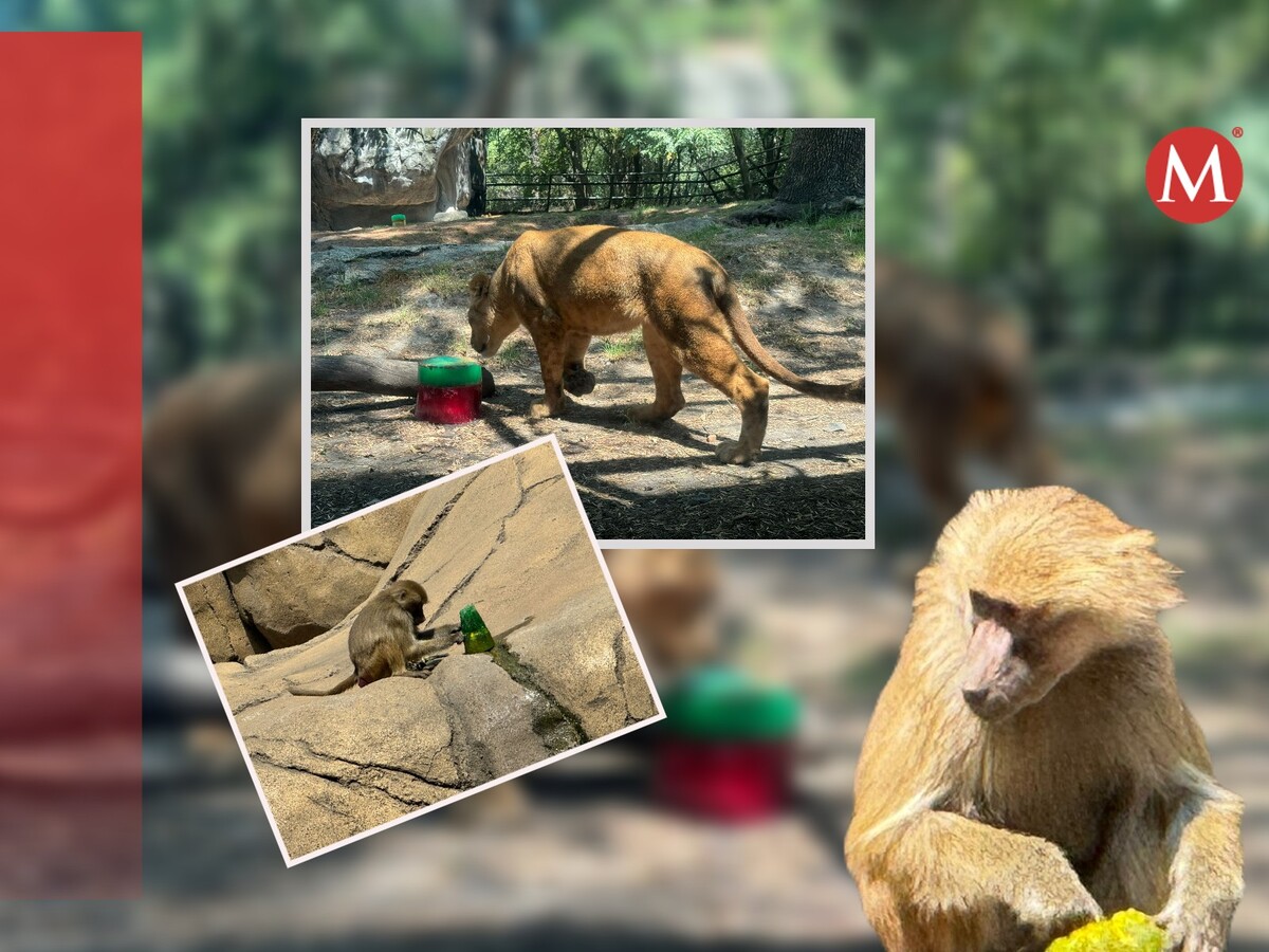 Realizan paletas de hielo para animales del zoológico. (Diseño: Hernán Cortés)