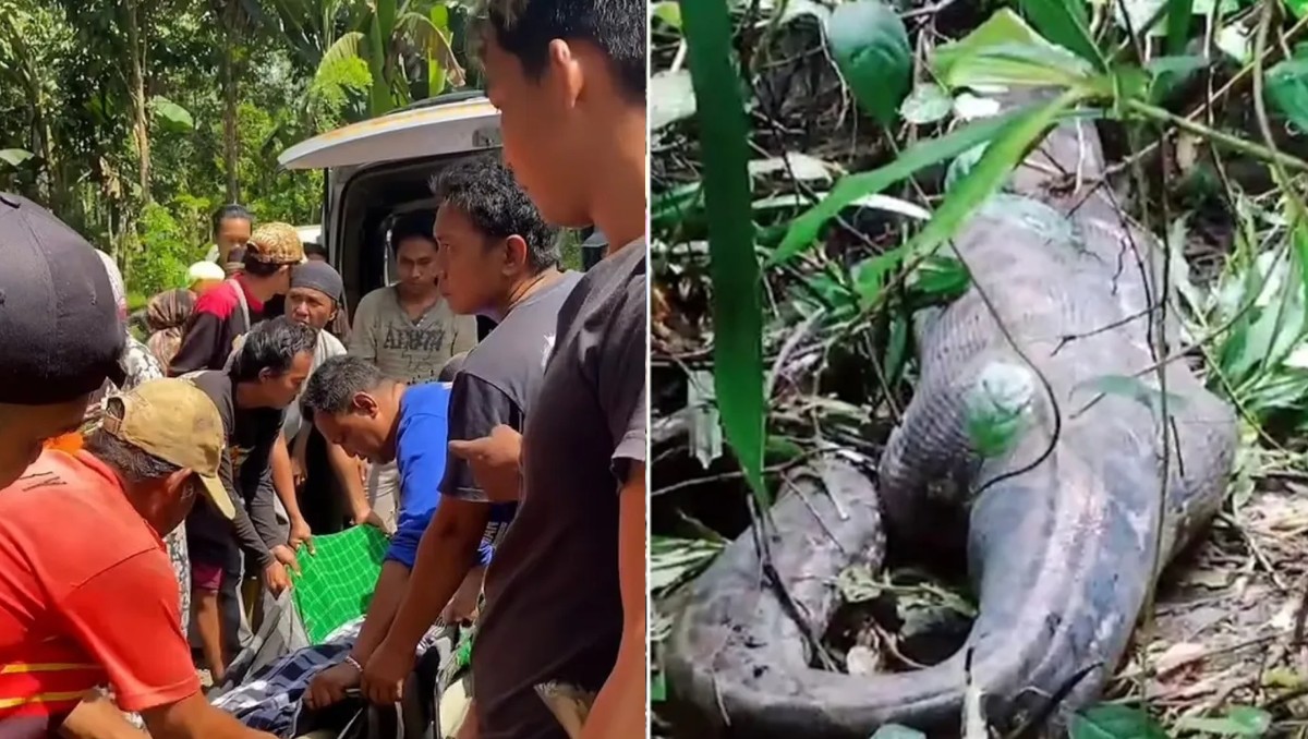 Serpiente traga a mujer en Indonesia. | Especial