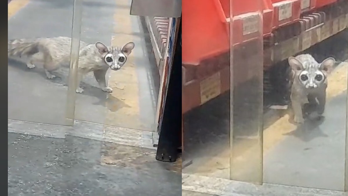 Este animal sí muerde por lo que es recomendable no acercarse. Foto: Especial