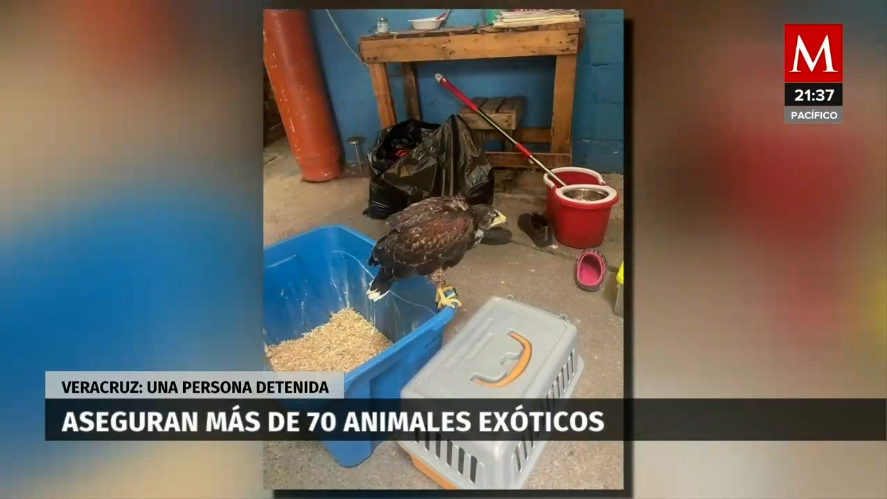Mujer detenida y animales exóticos asegurados en operativo en Jalapa, Veracruz