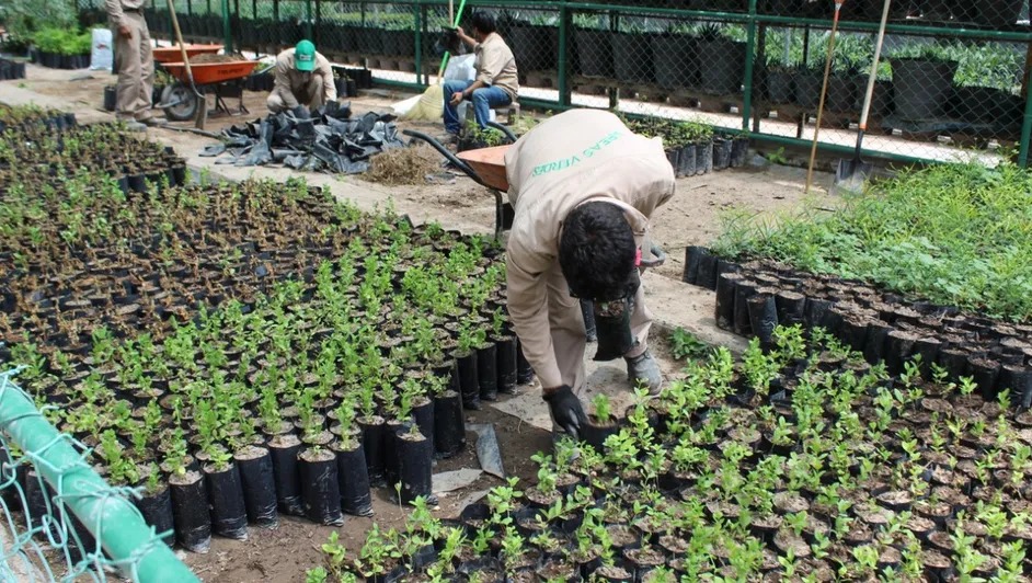 Vivero de Met-Mex Peñoles.