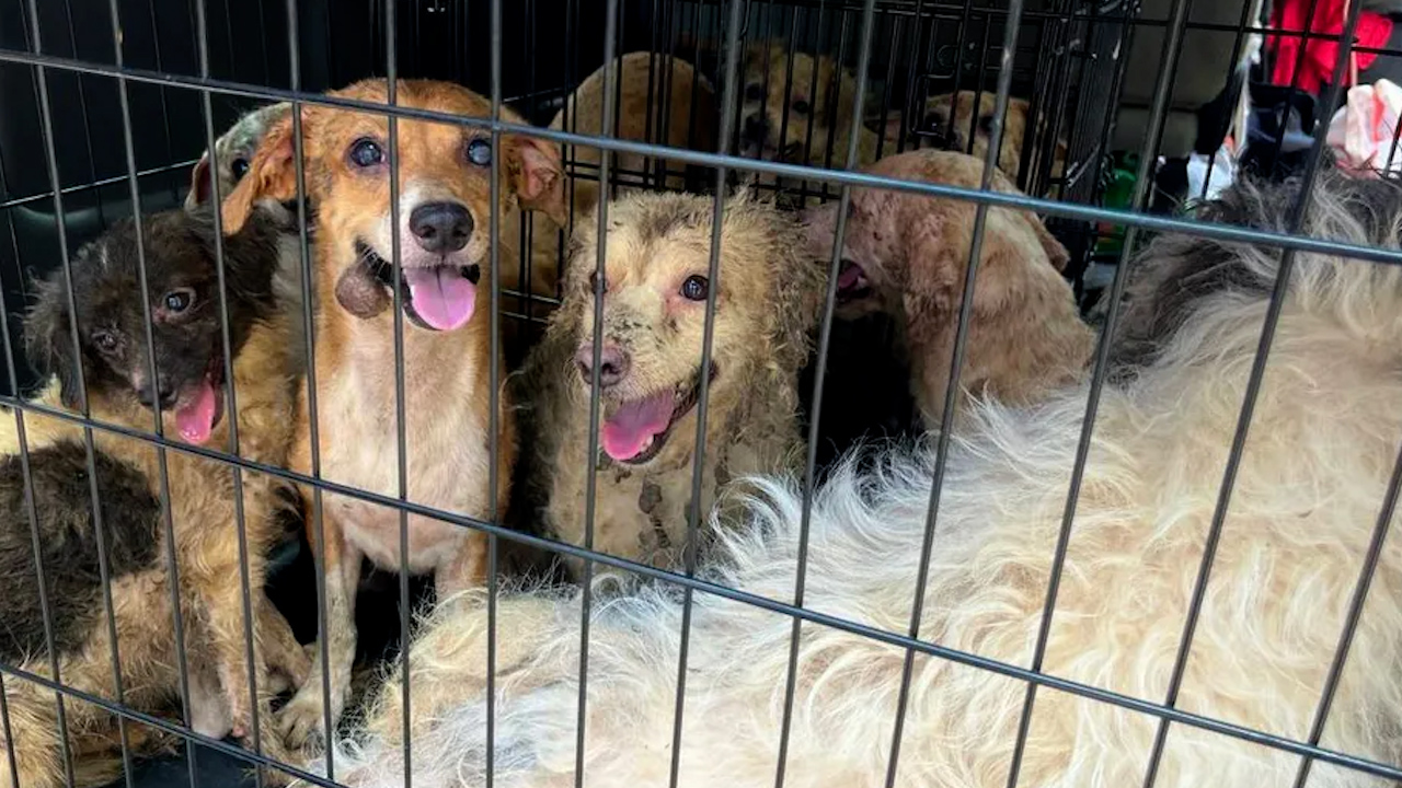 Buscan a agresor sexual y asesino de perros en Oaxaca, también dejó ciego a un cachorrito