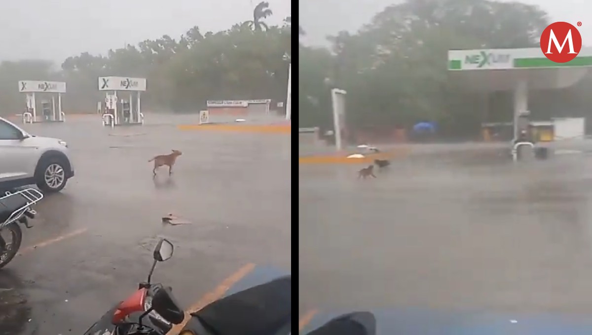 Perros se espantan con lluvia y truenos en Tamaulipas. (@Juluxh)