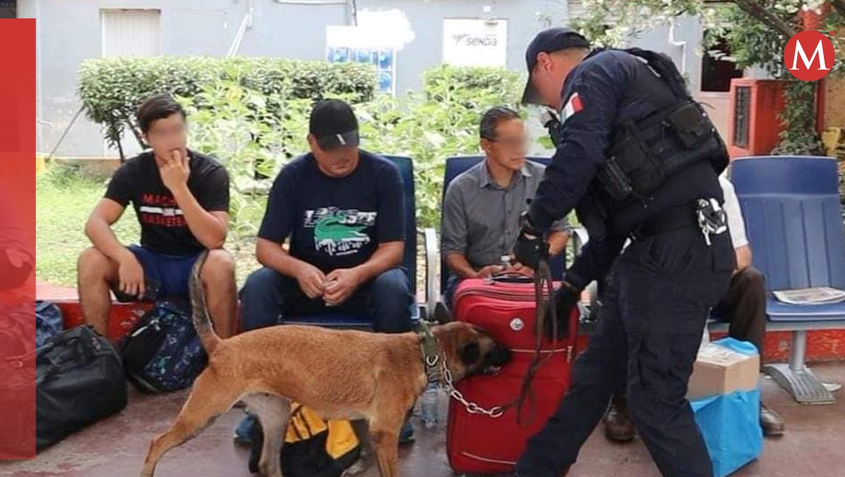 Reciben capacitación permanente caninos de la Guardia Estatal en Tamaulipas