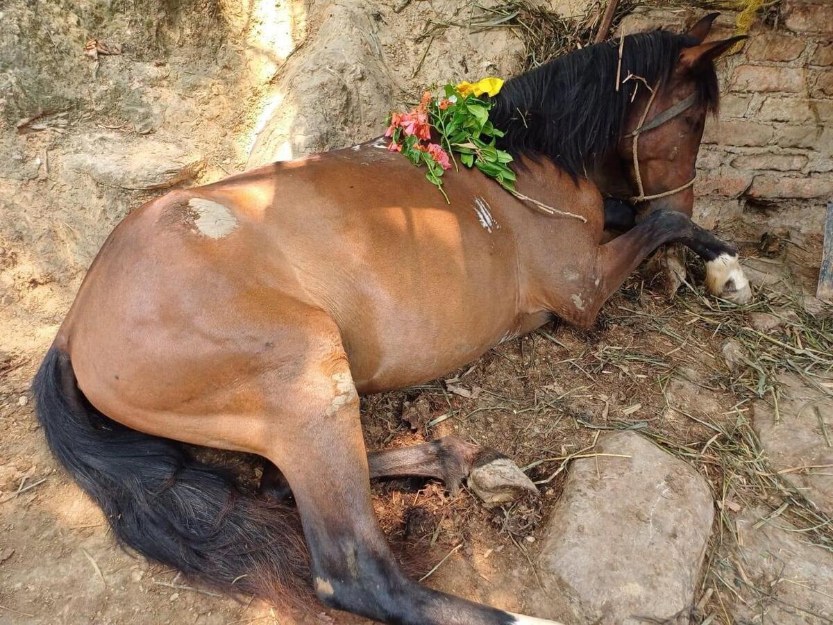 La yegua era compañera y respaldo en el trabajo del campo de Juan Meza. | Especial