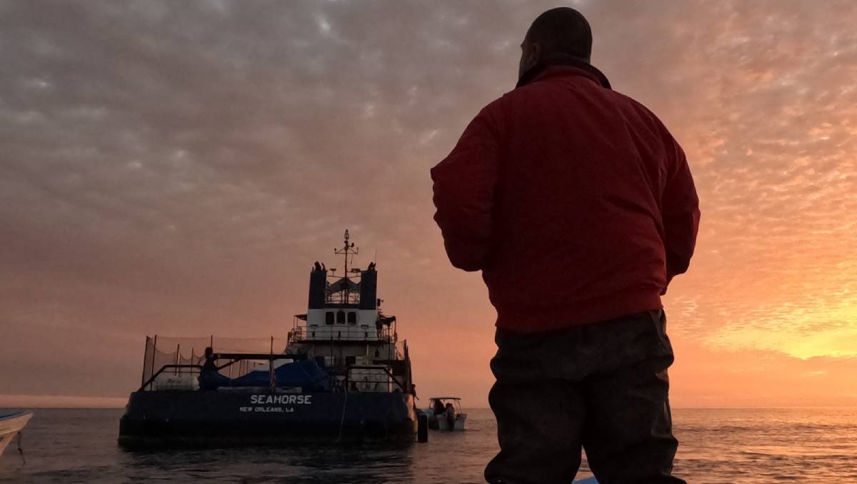 Todos los ejemplares de vaquita marina lucen sanos. | Fanny Miranda