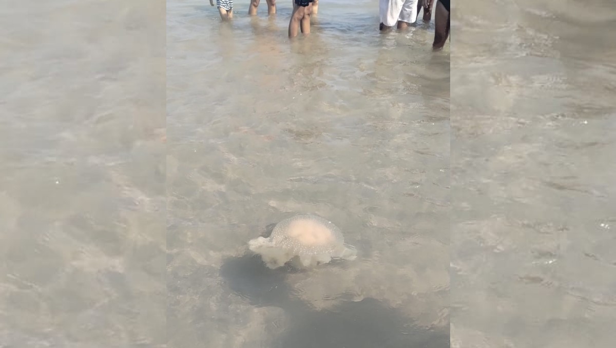 Enormes medusas en playa Miramar.