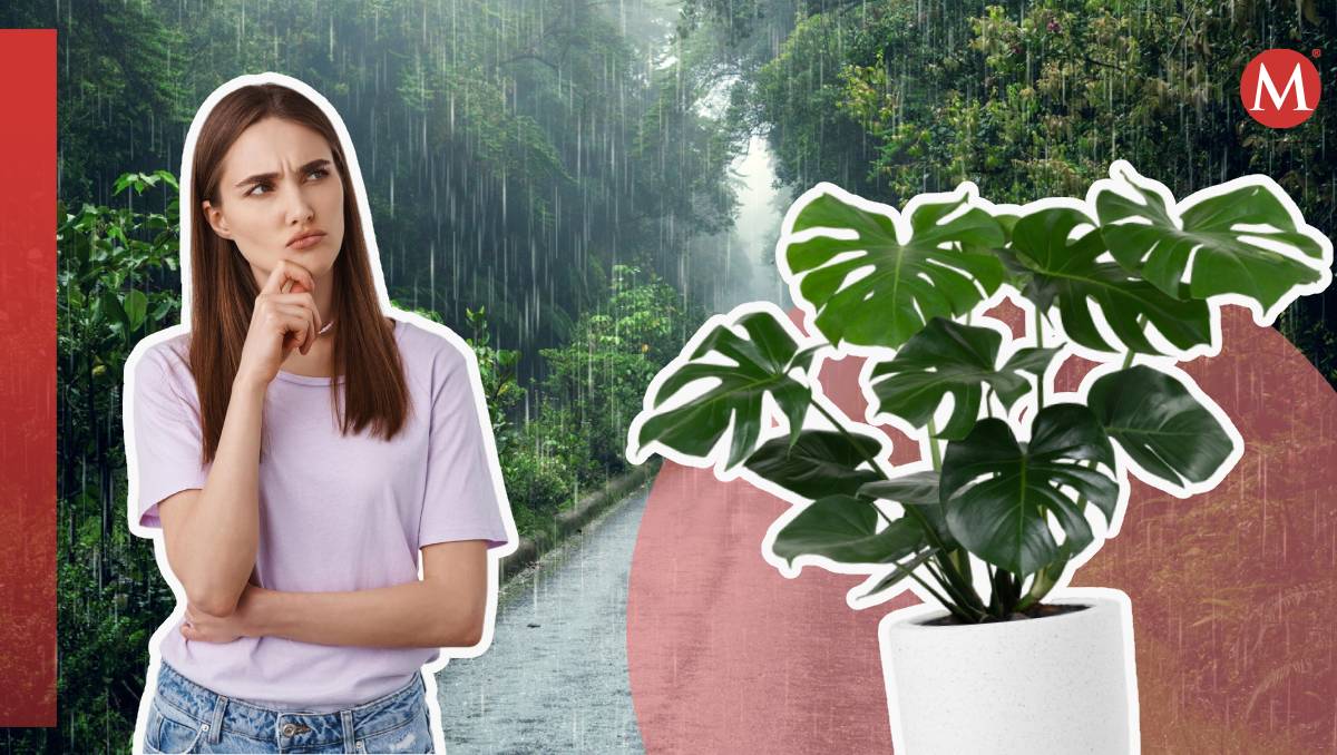 Es importante identificar la acidez de la lluvia para conocer los beneficios y cuidados correctos de una planta | Wendy González