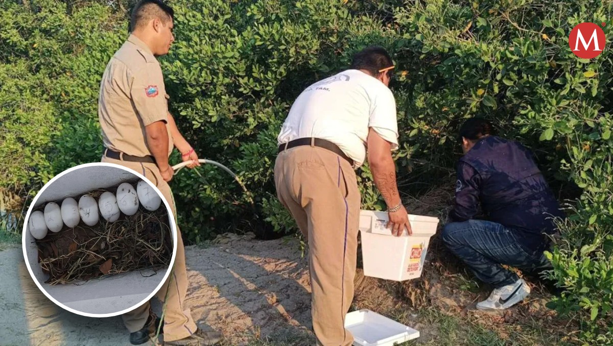 Retiran huevos de cocodrilos de la Laguna del Carpintero en Tampico