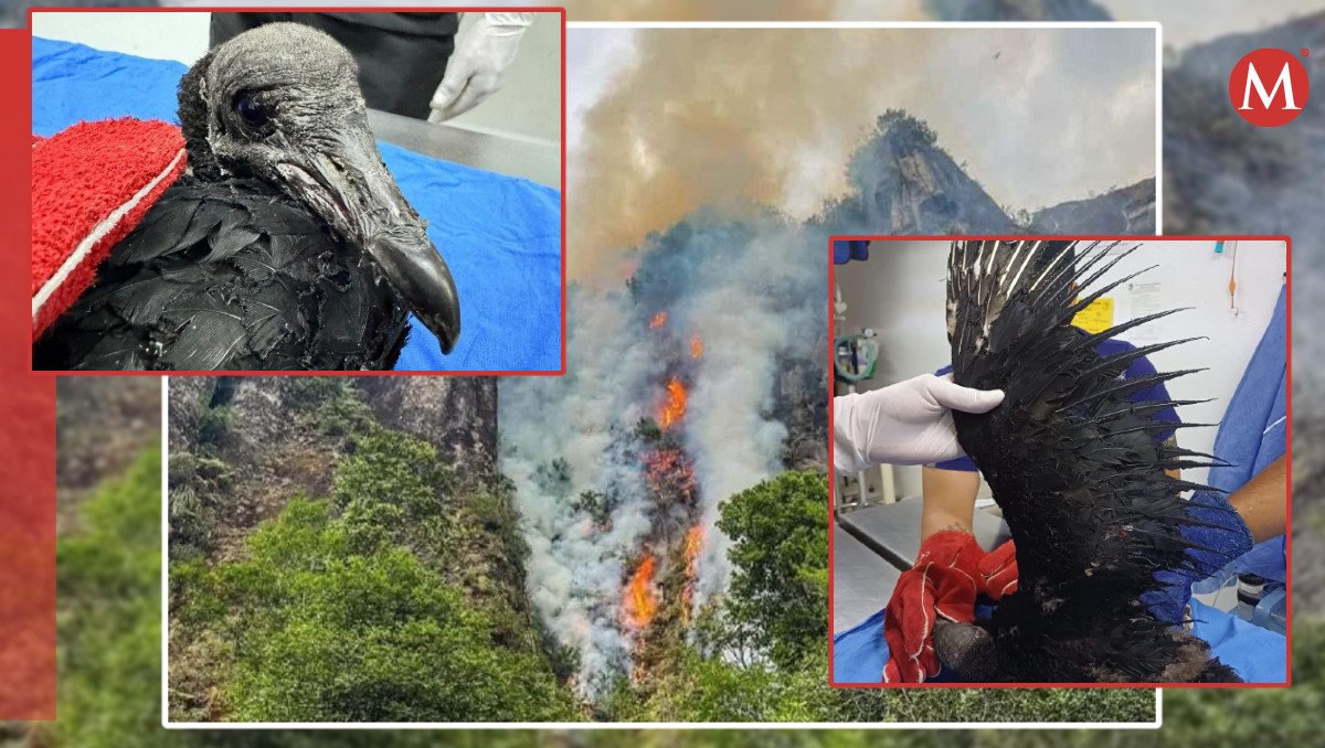 Zopilote resulta herido durante incendio forestal
