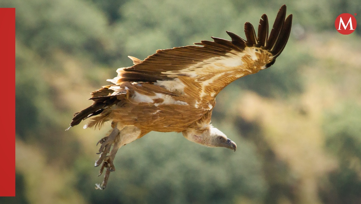Aves usan pulmones para modificar la mecánica del vuelo