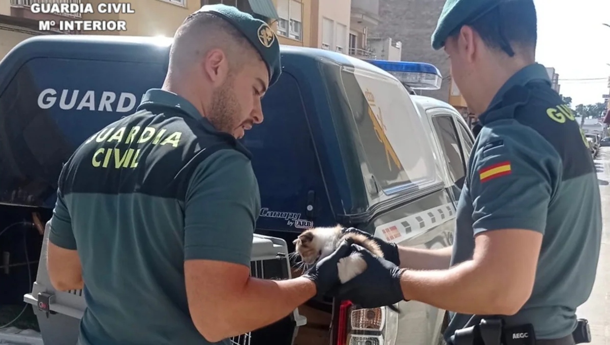 El gatito fue rescatado por elementos de la Guardia Civil en España. | Especial