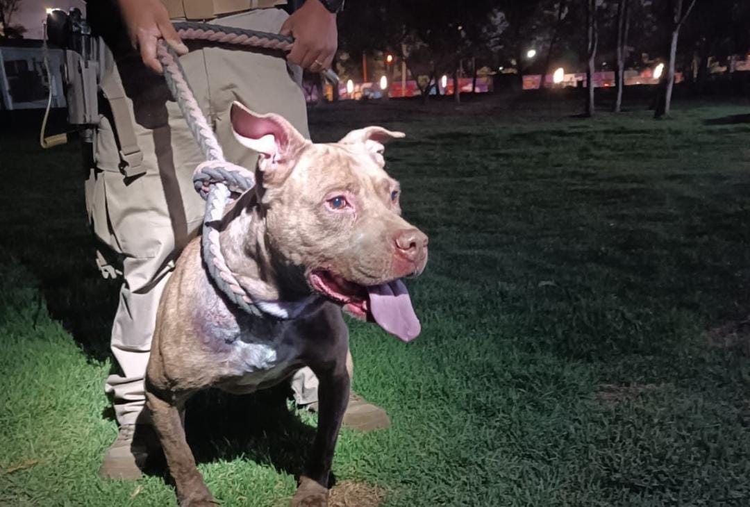 El perro tiene 10 años de edad.