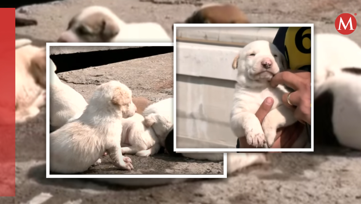Esperan que interceda la Brigada de Vigilancia Animal o la Paot. | Especial.