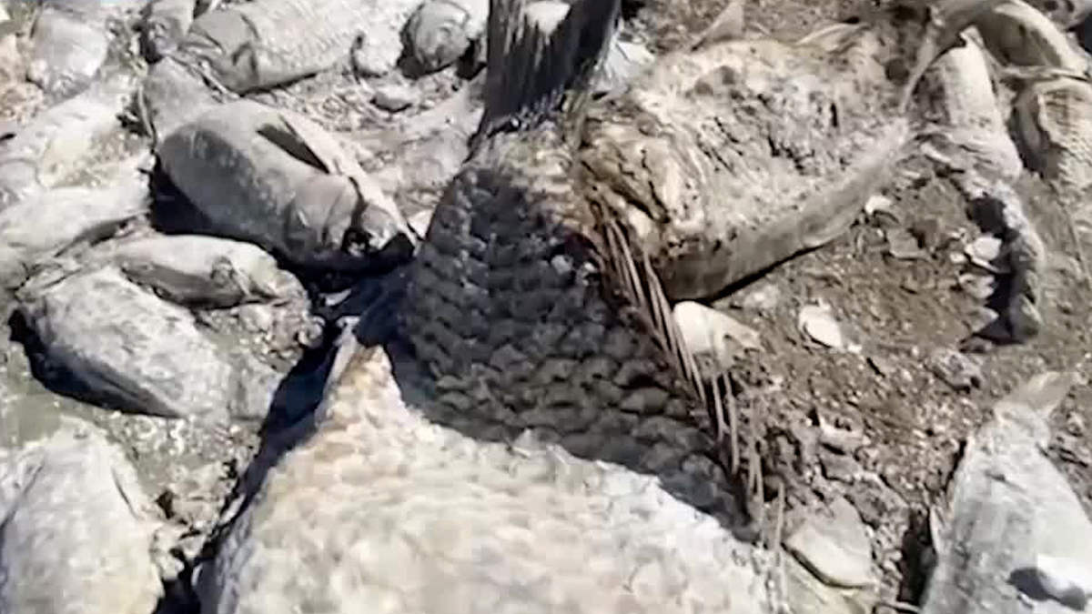 Realizan limpieza de miles de peces que mueren por sequía en Chihuahua