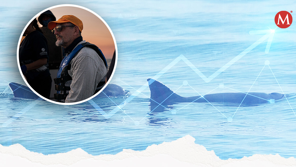 Pesca de totoaba debe tratarse como crimen financiero internacional. | Especial
