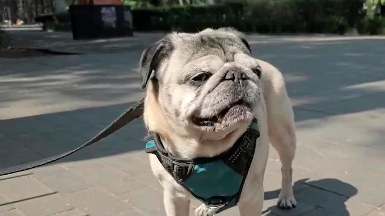 ¿Cómo proteger a las mascotas durante las altas temperaturas?
