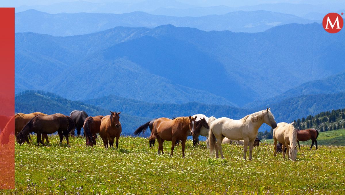 Decenas de caballos, incluyendo potros y yeguas, murieron en el incendio. | Freepik