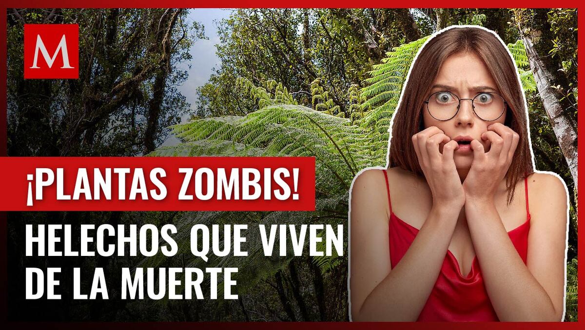 Descubre el asombroso secreto de las hojas 'zombis' en Panamá y por qué son llamadas así