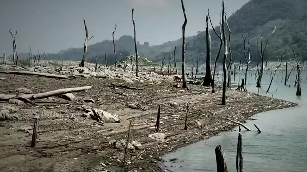 Crisis cafetalera en Chiapas por sequías y lluvias intensas, más de 170 mil hectáreas afectadas