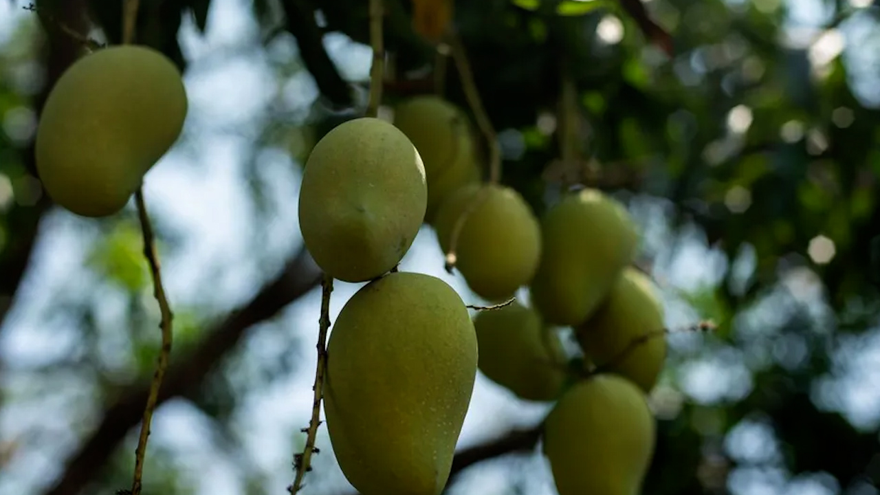 Escasez de agua le pega a cosecha de mangos, prevén hasta 40% menos producción