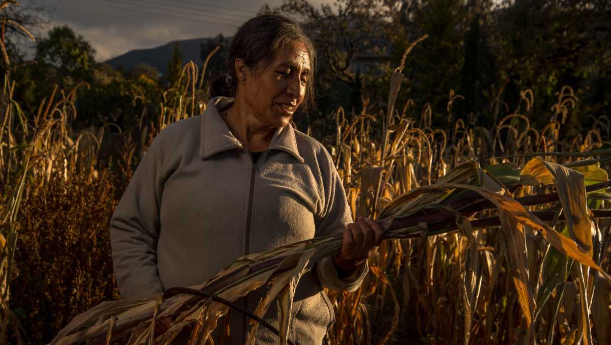 Para mitigar dicho impacto a la industria, la Anpec inició campaña de difusión de un código ético a favor del medio ambiente. | Cuartoscuro