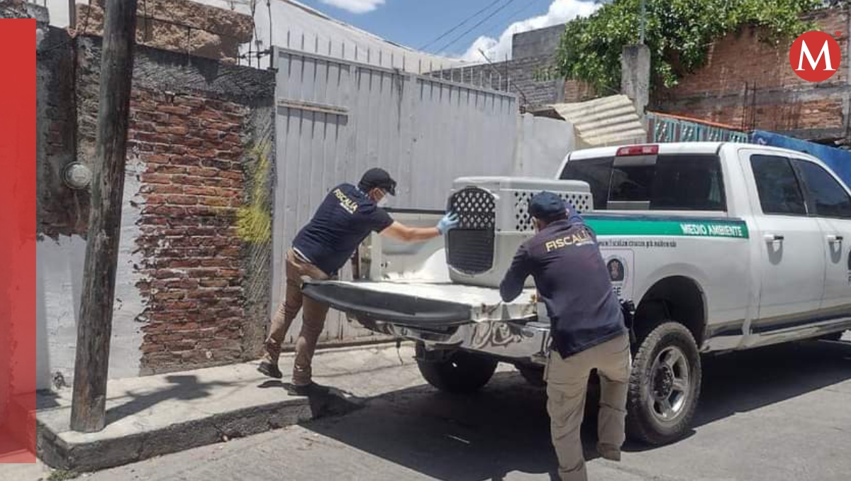 El canino rescatado fue trasladado a recibir atención médica. | Especial