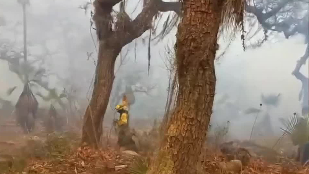 Confirman plan de reforestación en Oaxaca tras el reporte de 147 incendios en los últimos seis meses