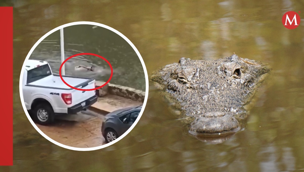 Hombre se lanza a laguna con cocodrilos en Tabasco | Especial