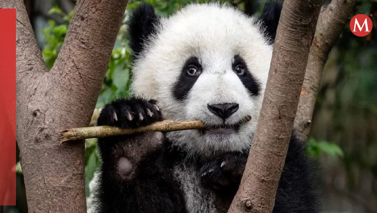 China presentó un oso panda virtual impulsado por IA
