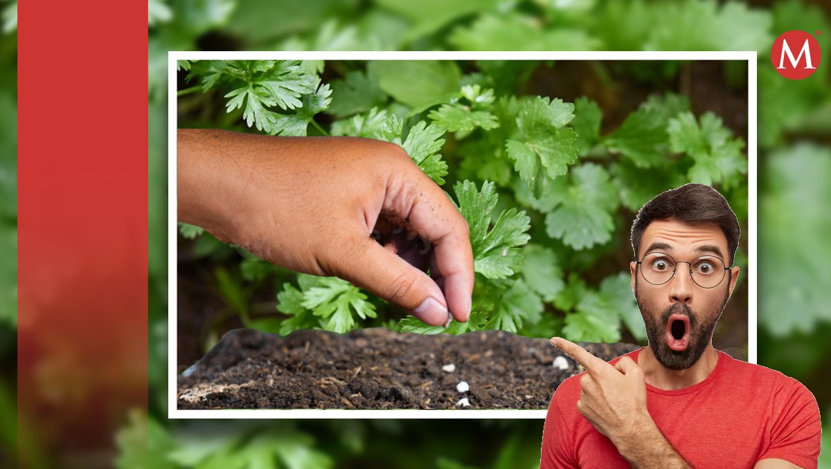 Cómo sembrar cilantro desde casa | Especial