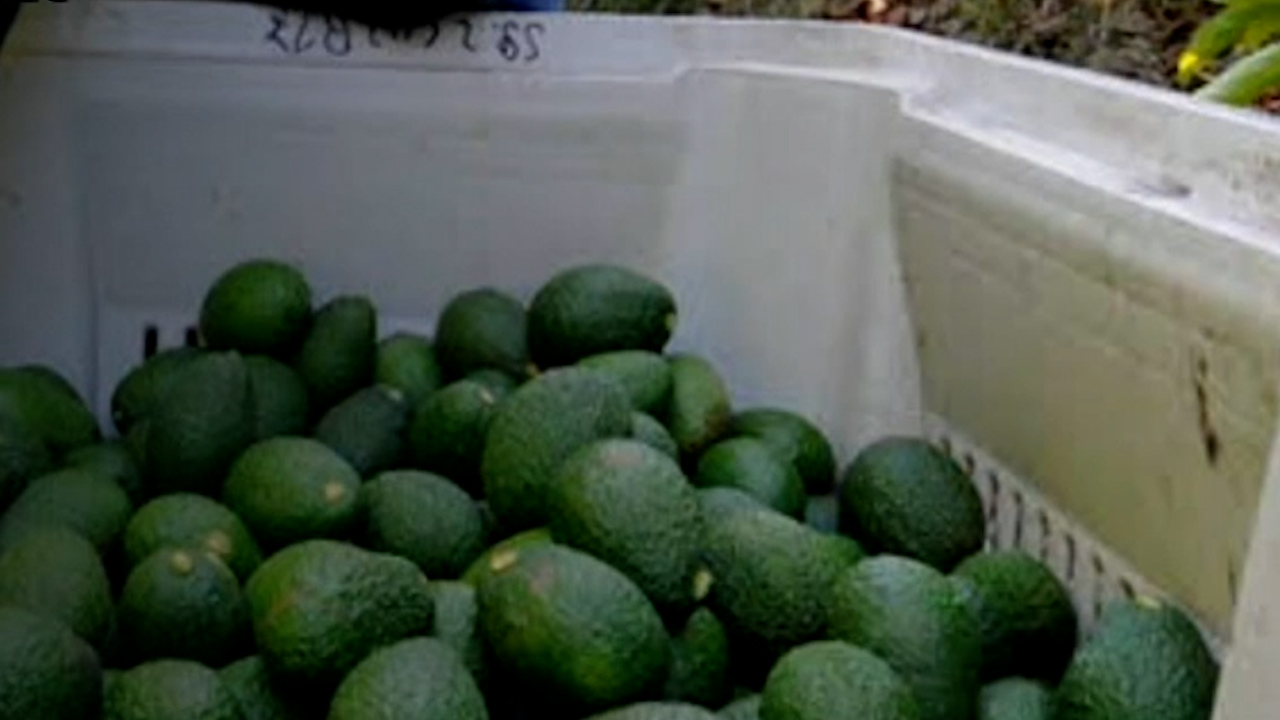 Esto fue lo que pasó con los inspectores del Departamento de Agricultura de Estados Unidos
